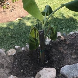 Meet your Posher, Tiana